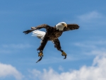 Bald Eagle Landing