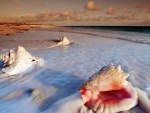 Seashells By The Sea