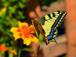 Swallowtail Butterfly