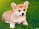 Cute Puppy