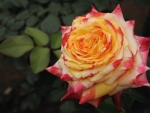 Lovely Rose