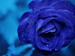 Drops on Blue Rose