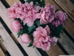 Pink Peonies in Vase