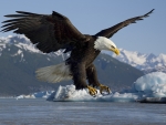 Bald Eagle Landing