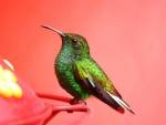 Hummingbird
