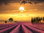 Lavender Sunset