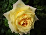 Yellow Peace Rose