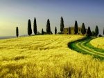 Evergreen Tuscany
