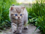 Cute Kitten