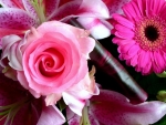 Rose and Gerbera