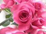 Pink Roses