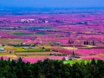 Veria meadow - Peach trees (Greece)