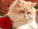 Cat and a rose