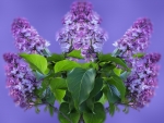 Lilacs
