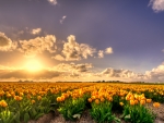 Yellow Tulip Flowers Field at Sunset
