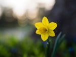 One beautiful Daffodil