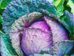 Healthy Cabbage