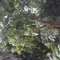 avocado (Persea americana)