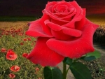 beautiful rose