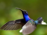 Hummingbird Flight