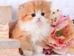 Cute Persian Kitten