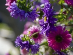 Purple Aster