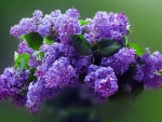 Lilac Bloom