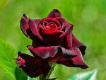 Red Rose