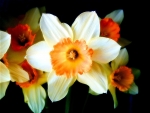Daffodils