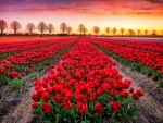 Dutch tulips