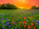 Texas bluebonnets
