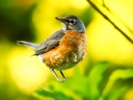 Cute Robin on the Branch
