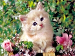 Kitten With Pink Flowers