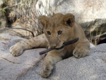 Baby Lions Cub