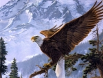 Bald Eagle