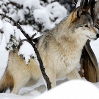 Gray Wolves in Snow