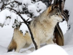 Gray Wolves in Snow