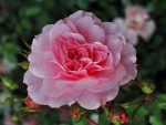 Soft Pink Rose