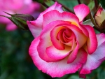 Rose Macro
