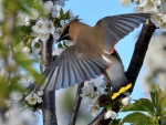 Waxwings on Cherry Tree