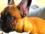 Tan French Bulldog