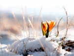 Orange Tulips under the Snow