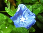 Blue Petaled Flower with Dewdrops