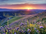 Purple Flowers Field At Sunset