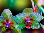 Alien Orchids