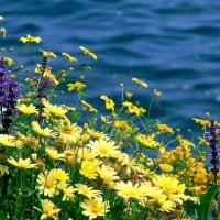 Wildflowers by the Water