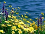 Wildflowers by the Water