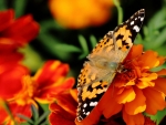 A butterfly on orange flower