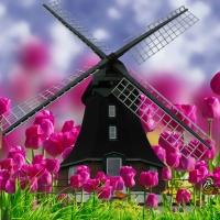 Spring Tulips & Windmill
