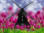 Spring Tulips & Windmill